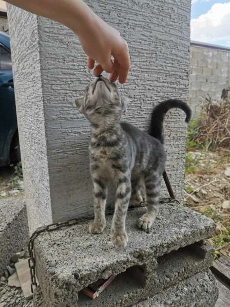 Котенок ищет дом! в Новороссийске фото 3