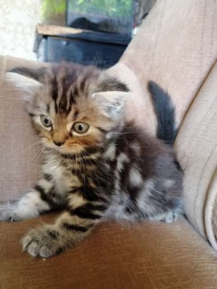 Шотландские котята в фото 20