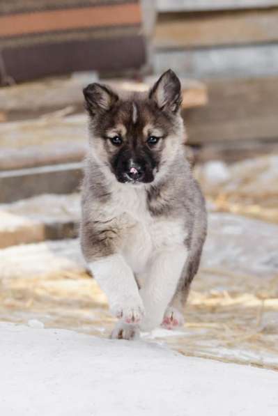 Щенок Ося ищет доброго хозяина! в Москве фото 23