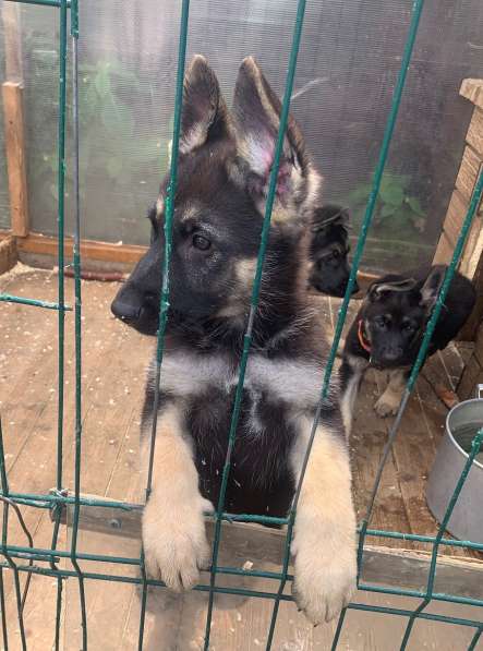 Щенки ВЕО с документами в Санкт-Петербурге фото 21