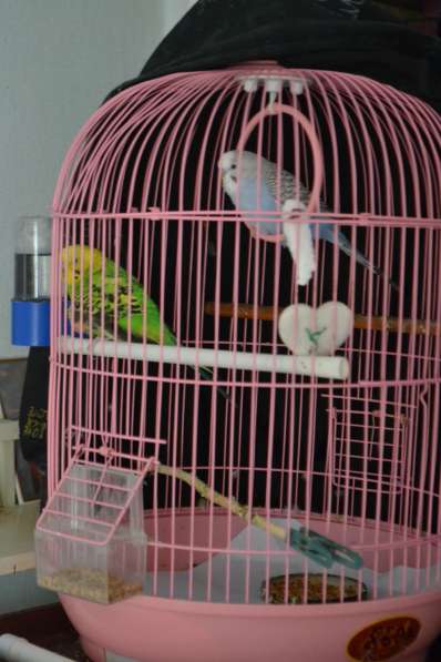 Волнистые попугаи в Керчи фото 3