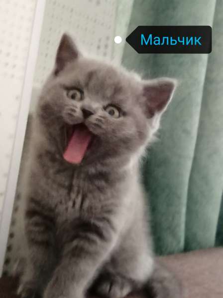 Британский котенок в Санкт-Петербурге фото 3