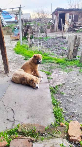 Продаются щенки алабая в фото 19