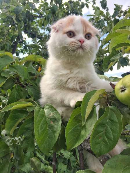 Шотландские котятки в Владимире фото 15