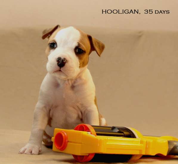 Щенки амстаффа в Санкт-Петербурге фото 21