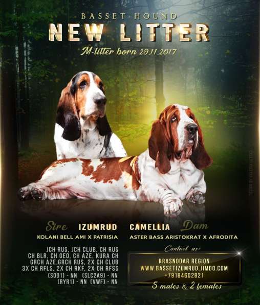 Щенки Бассет-хаунд в Армавире фото 36