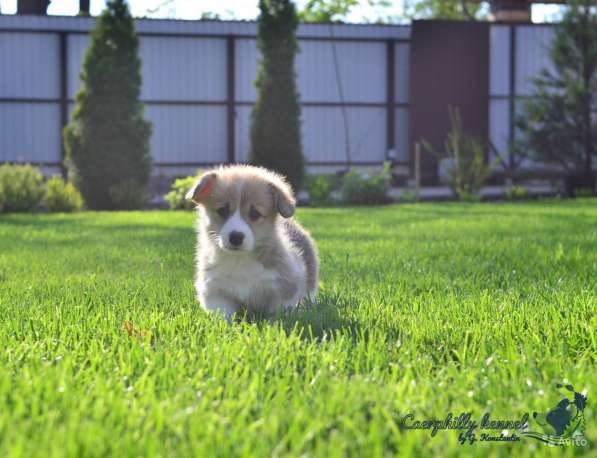 Вельш Корги Пемброк в Воронеже фото 13