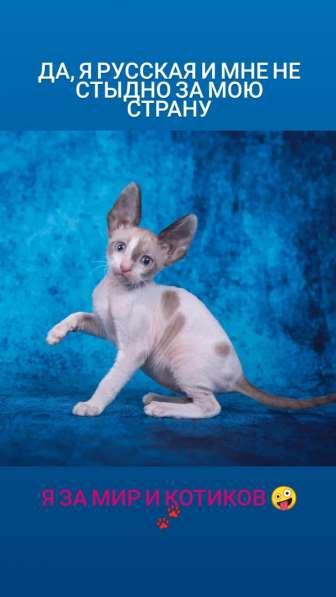 Котёнок Корниш рекс в Красноярске