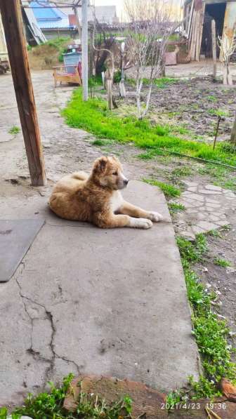 Продаются щенки алабая в фото 18