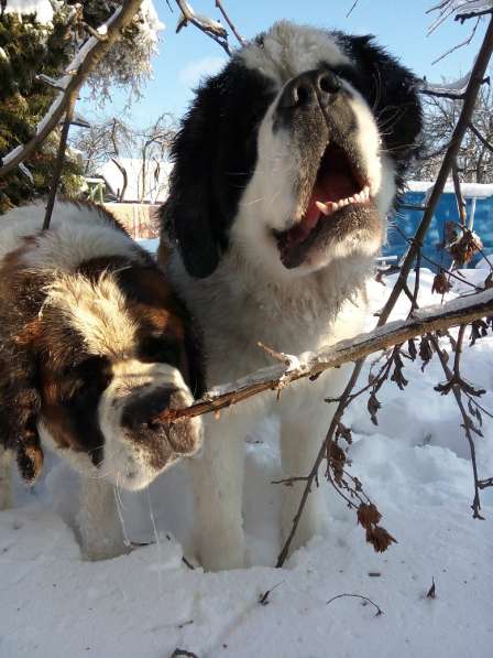 Щенки сенбернара в фото 65