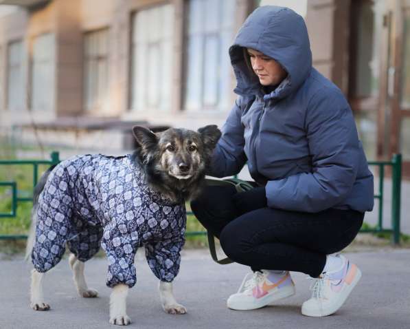 Пёсик в костюмчике ищет дом в Санкт-Петербурге фото 3