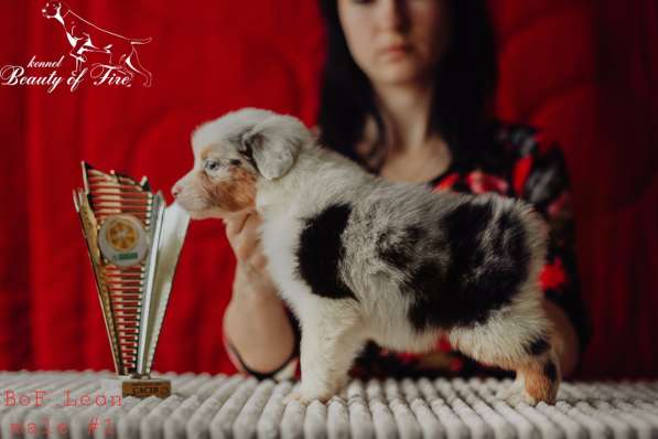 Австралийская овчарка щенки в Москве фото 4
