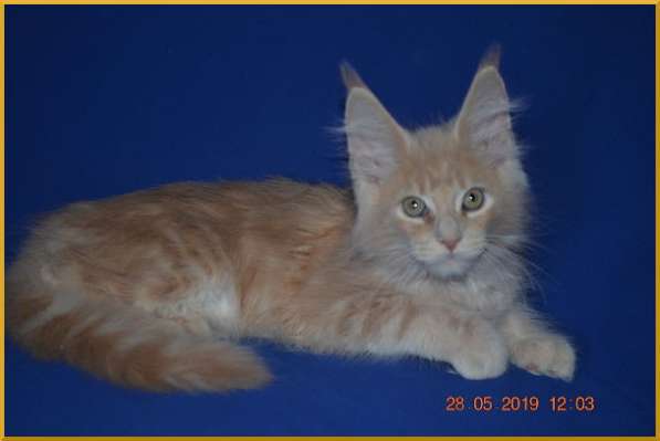 Великолепные котята мейн-кун из питомника в Волгограде фото 239