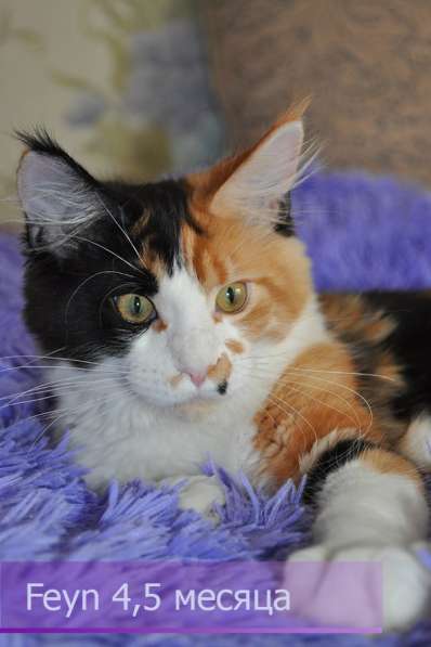 Котята Мейн-Кун с документами