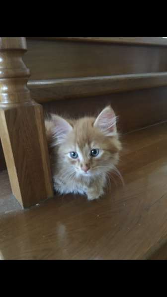 Котята в хорошие руки в Москве фото 3