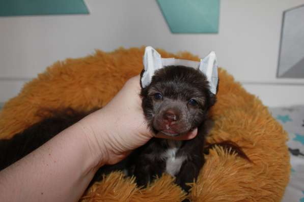 Пуховый мальчик кхс в Москве фото 13