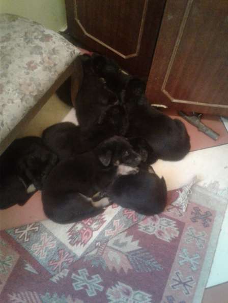 Продам щенков вео в фото 3