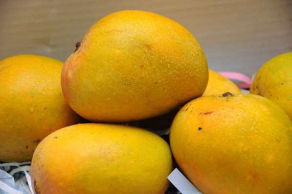 Индийский манго
