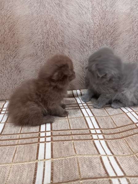 Котята в Челябинске фото 8