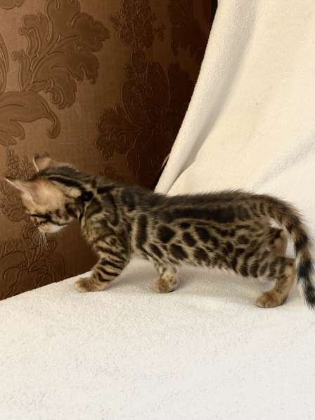Бенгальские котята в Ростове-на-Дону фото 12