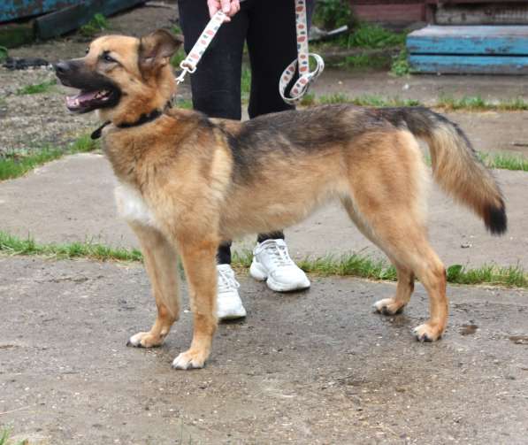 Позитивная Сэмми в поисках своей семьи! в Москве фото 3