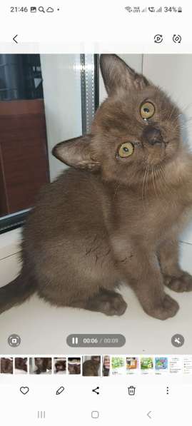 Европейская бурма в