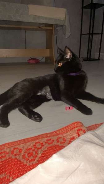 Кошка в добрые руки в Санкт-Петербурге фото 8