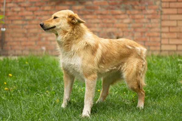 Милая игривая собака-золотинка в Санкт-Петербурге фото 5