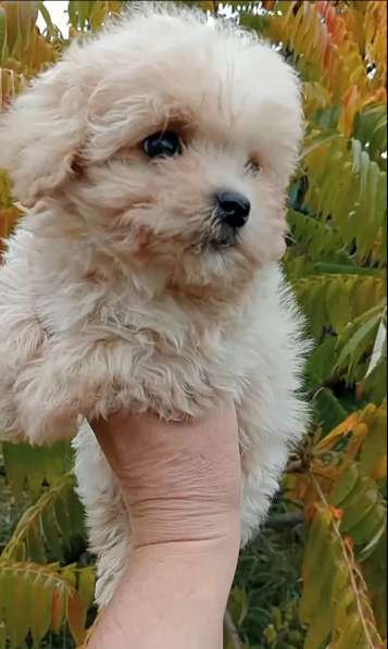 Maltipoo. Boy в 