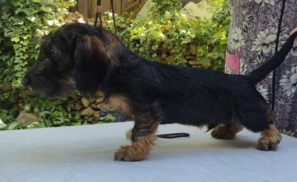 Щенки таксы в Темрюке фото 4