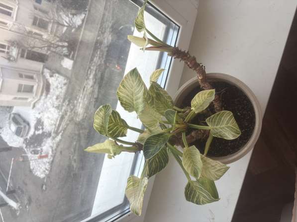 Продам цветок с горшком