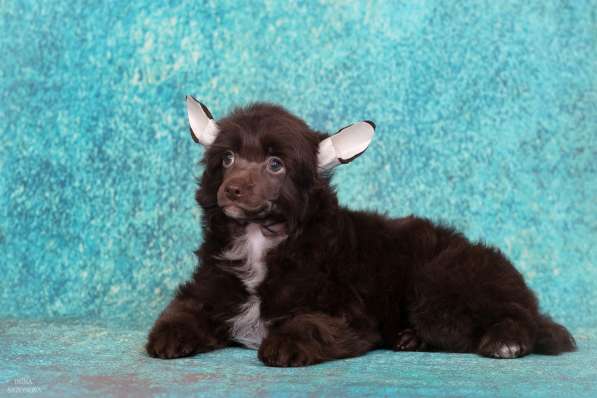 Китайская хохлатая мальчик