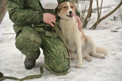 собака в Великом Новгороде фото 8