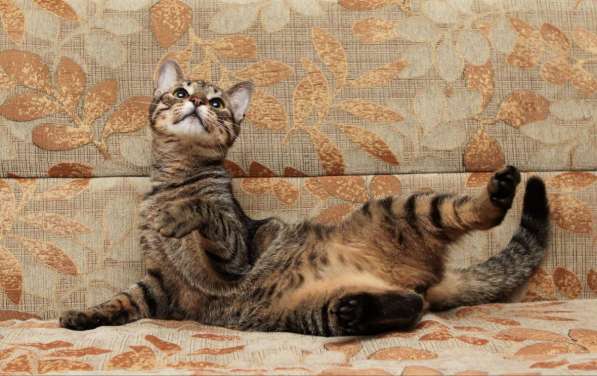 Кошечка Мотя мечтает о доме! в Москве