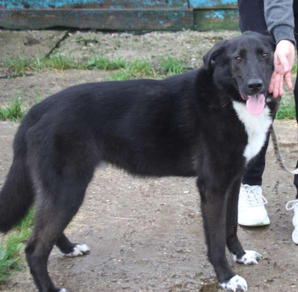 Собака-компаньон Туман мечтает о семье и доме!!! в Москве фото 7