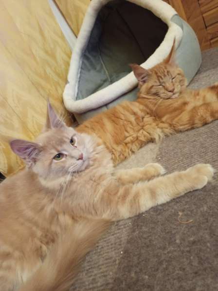 Котята в фото 3