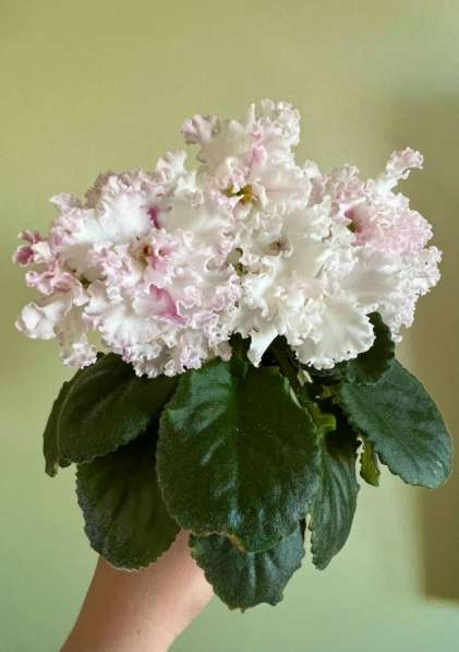 Фиалки сортовые в Москве фото 5