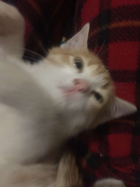 Котёнок Аврелий в Волгодонске