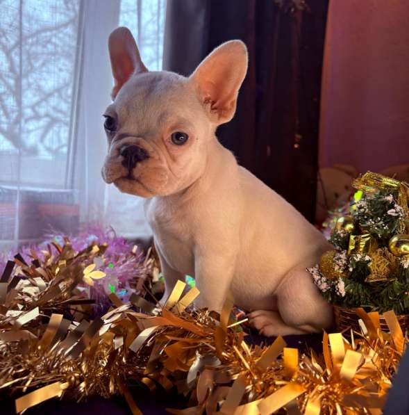 Французский бульдог