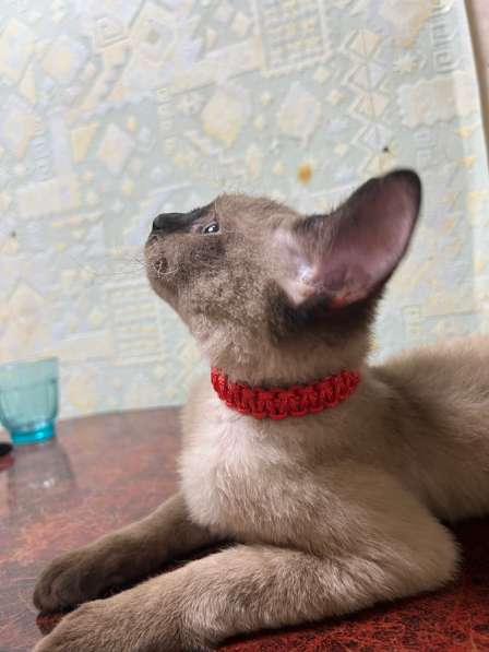 Амуниция для животных в Москве фото 4