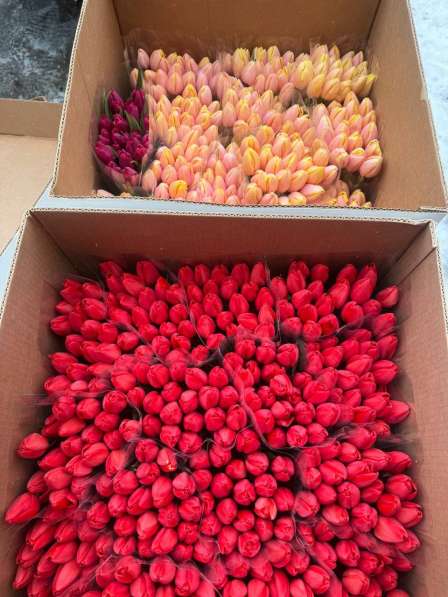 Тюльпаны оптом