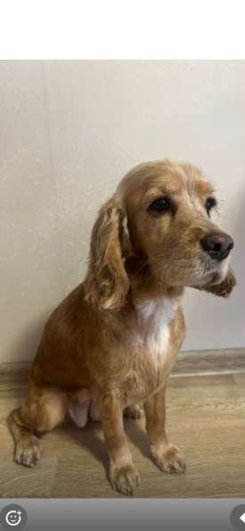 Груминг собак, кошек в Иркутске фото 3