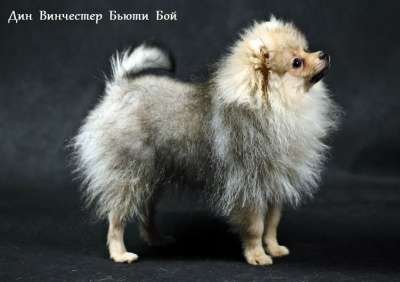 Продается щенок немецкого малого шпица в Калининграде фото 7