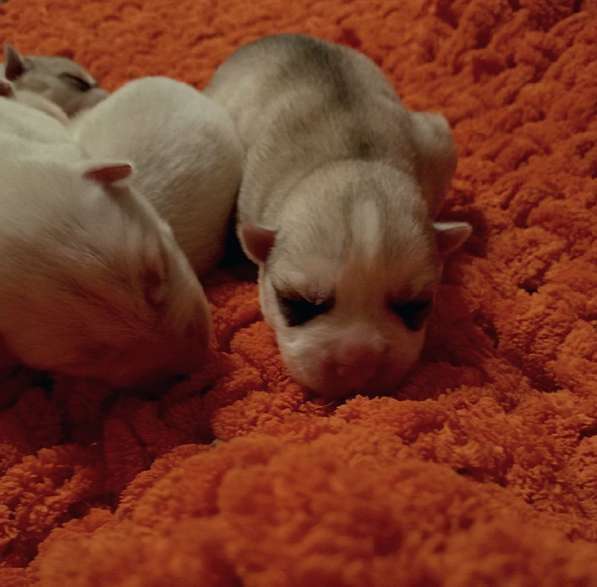 Открыта бронь на щенков хаски в Москве фото 27