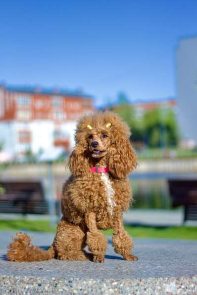 Щенки той-пуделя