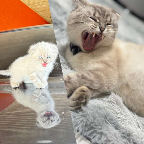 Кошка в Грозном