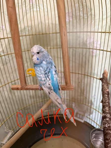 Волнистые попугаи в Калининграде фото 3