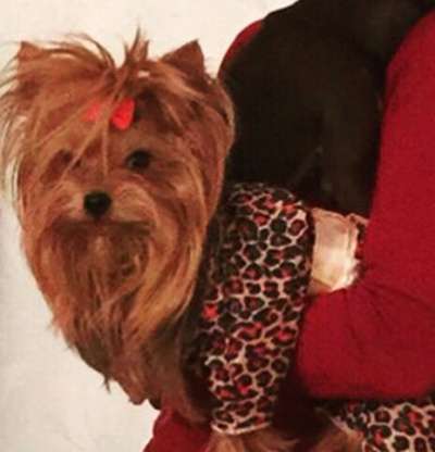 Йоркширские терьеры в Екатеринбурге