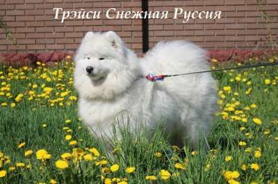 Самоед щенки в Барнауле фото 4