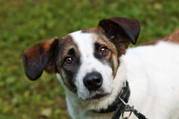 Познакомьтесь с невероятно спокойным и умным Арни! в Москве фото 9